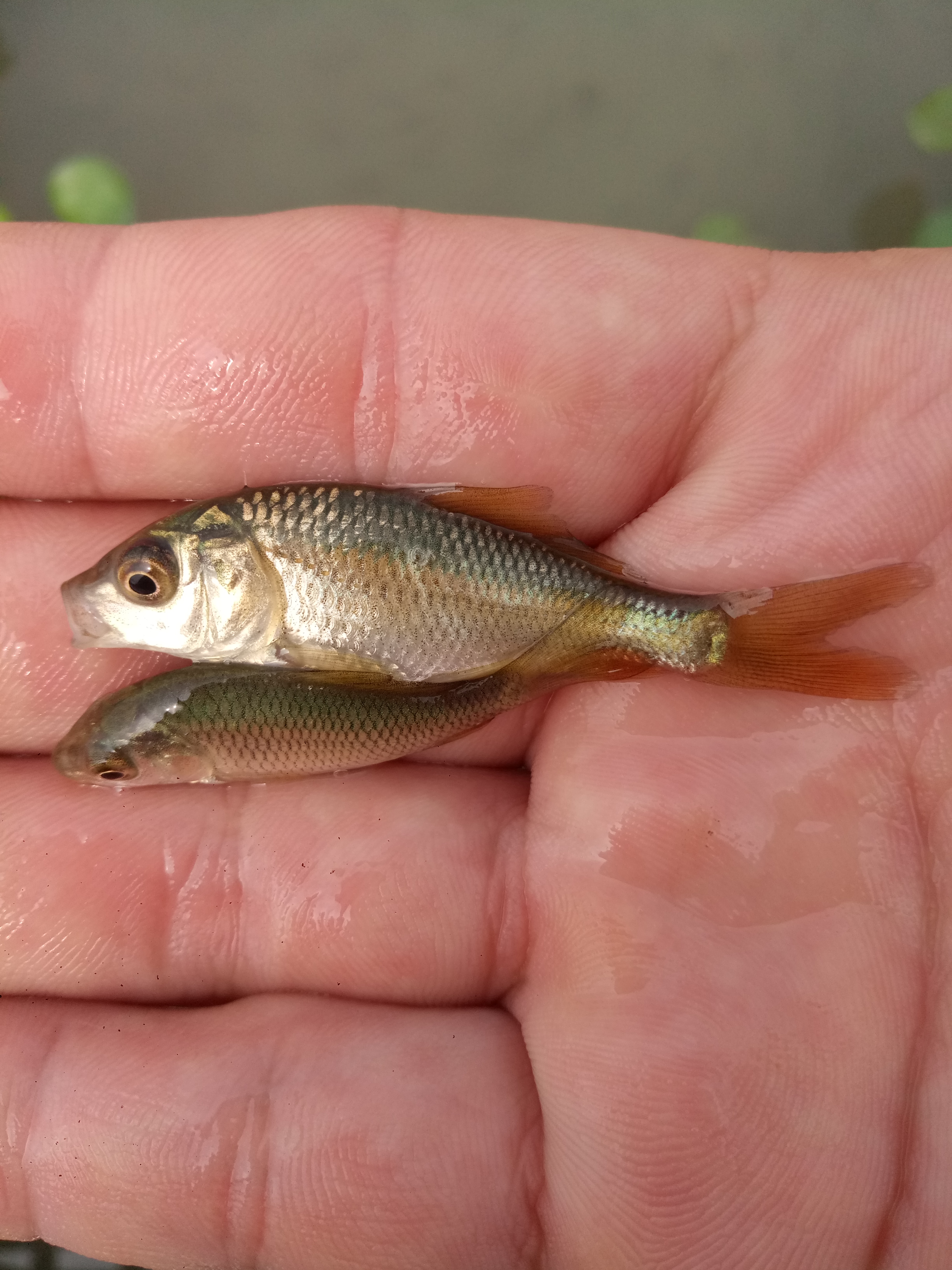  缩骨大头鱼苗批发，鳙鱼苗供应