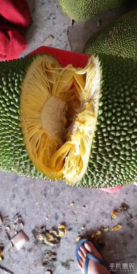 灵山县马来西亚一号菠萝蜜苗