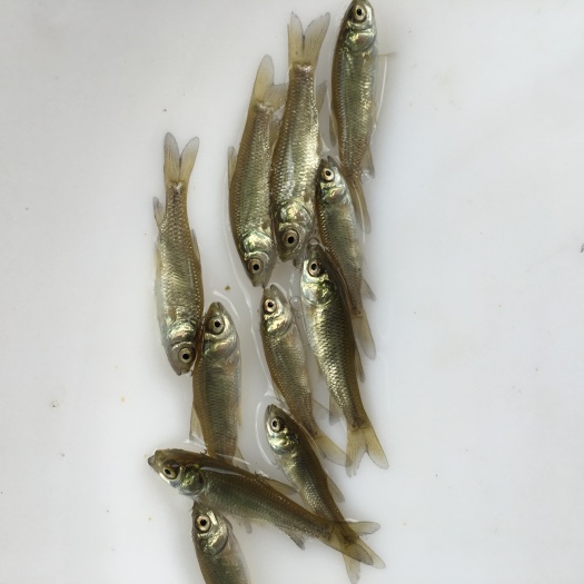 鹤山市草鱼苗 
