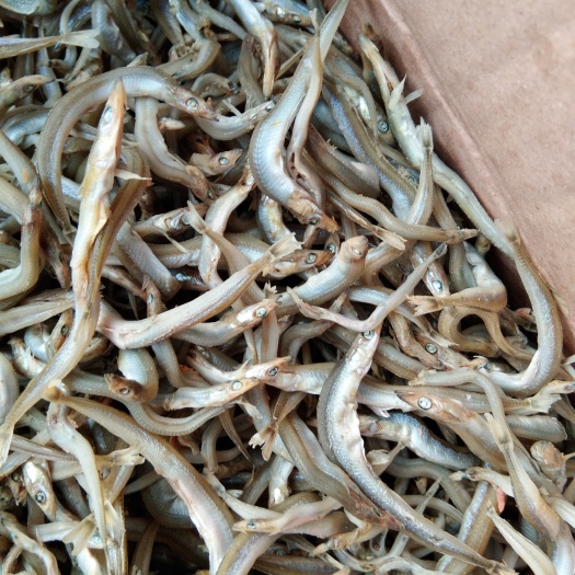 滨州凤尾鱼干