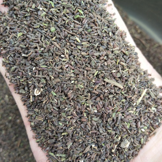 绛县柴胡种子红柴胡，黑柴胡，中药材柴胡种子