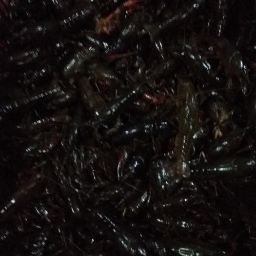 监利市小龙虾苗 价格美丽，质量很好，成活率高