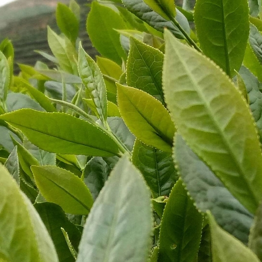 五华县炒青茶 散装