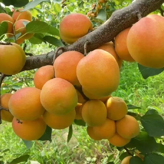 顺平县金太阳杏  金太阳