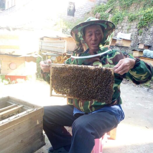 荔枝蜜五倍子冬蜜