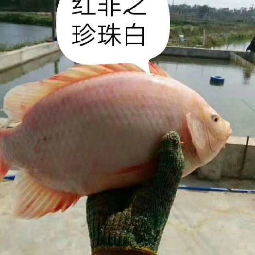 广州红罗非鱼苗 