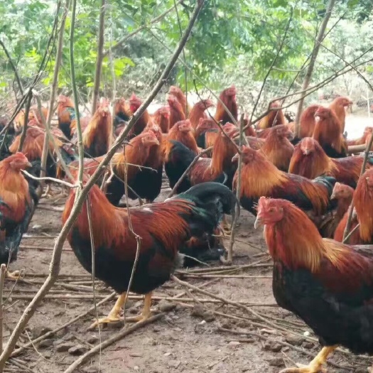 广州清远麻鸡苗 公