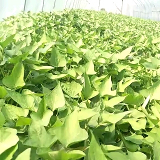 扶沟县商薯19红薯苗 常规种（原种） ≥99.5% ≥95%