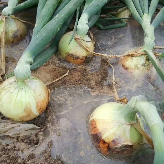 鱼台县黄皮洋葱 8~9cm