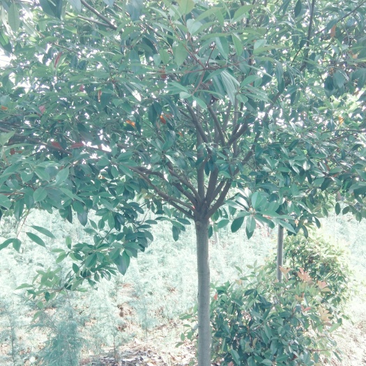 南京高杆红叶石楠 