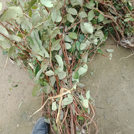 溆浦县山银花苗 20~30公分