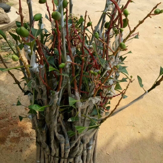 灵山县四季芒果苗