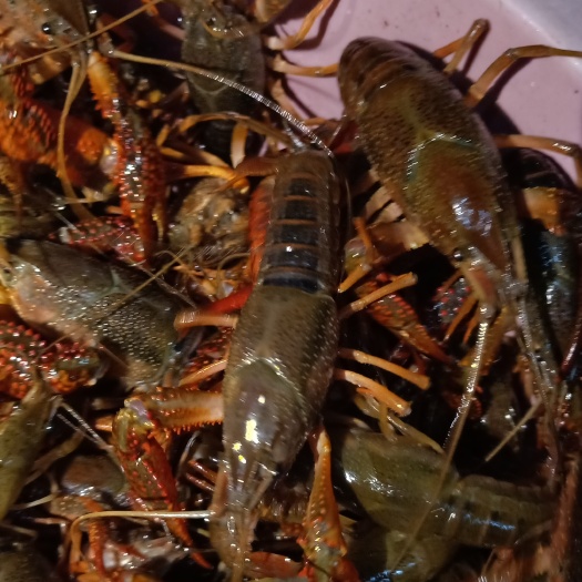 霍山县青壳小龙虾 青虾78910