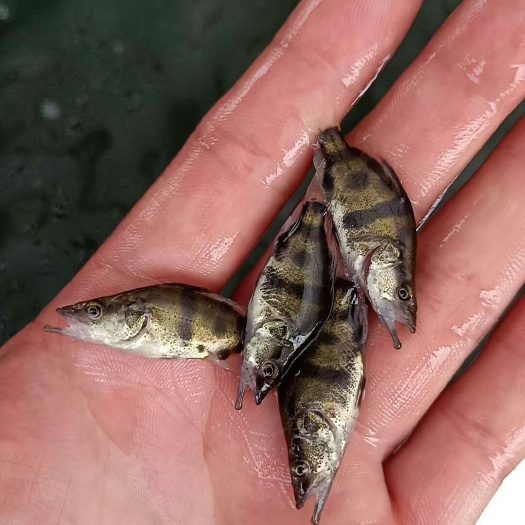 广州鳜鱼苗 统货