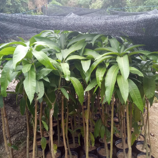 普宁市金煌芒果苗