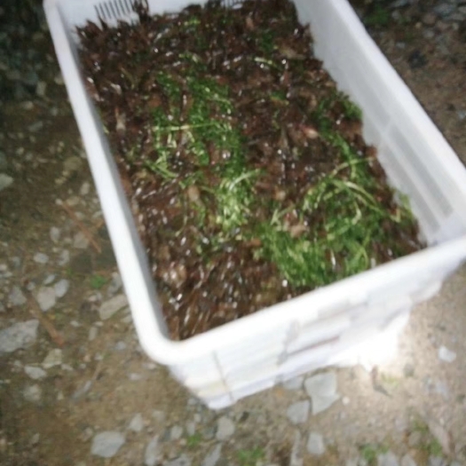 监利市龙虾苗 