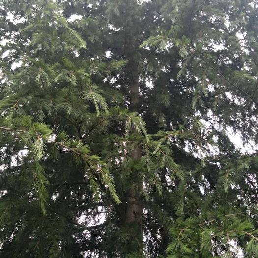 周至县雪松 8米到9米冠大枝密，树形优美，交通便利