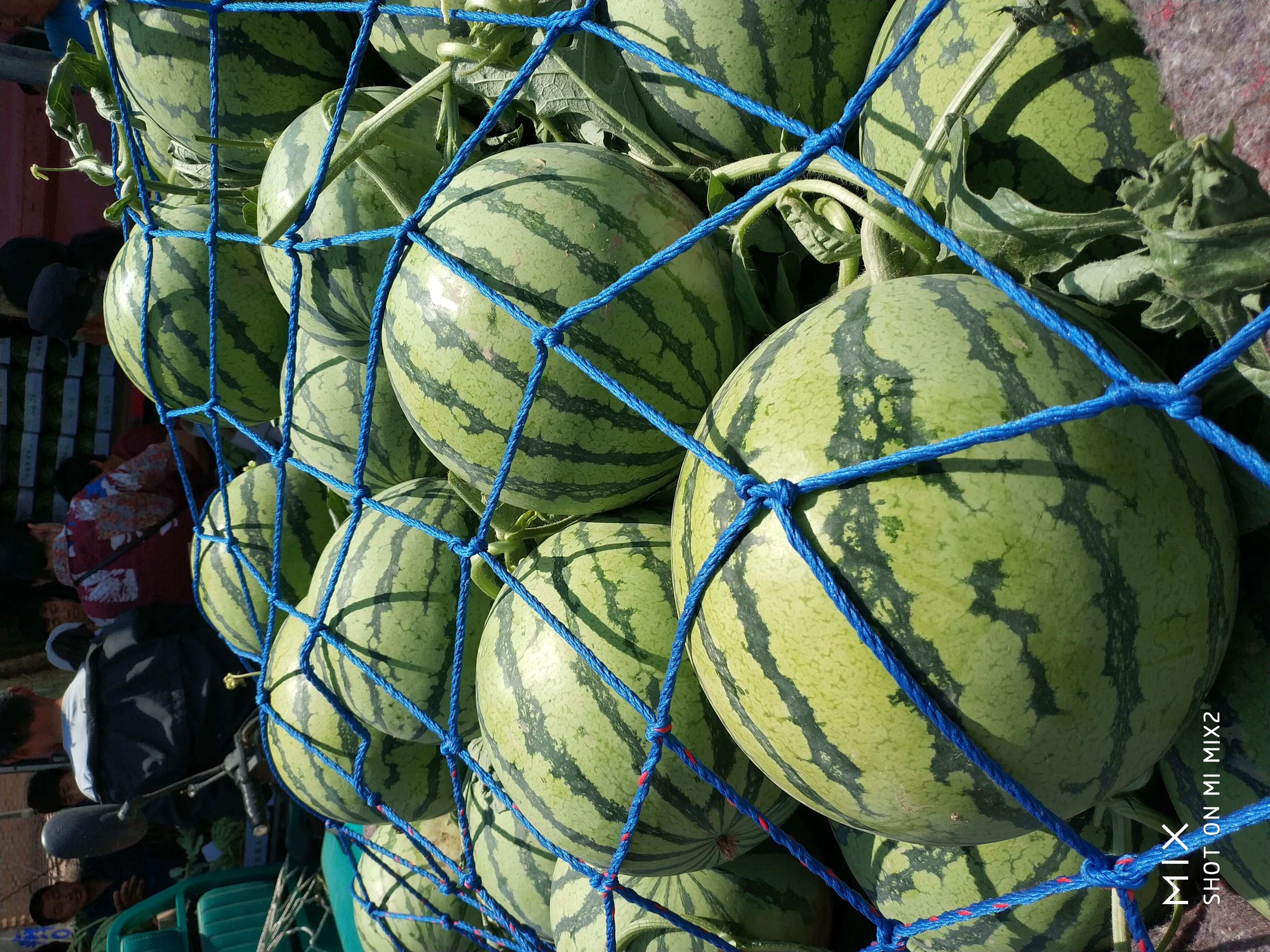 西瓜特征,脆甜,无籽,皮薄瓜型好看,支持装箱,装托盘,散装