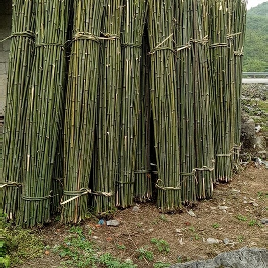 酉陽水竹筍 9cm以下 鮮筍