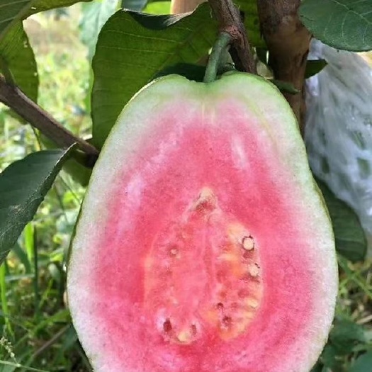灵山县红心芭乐番石榴苗