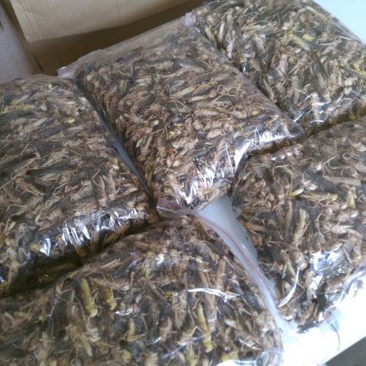 成武县东亚飞蝗