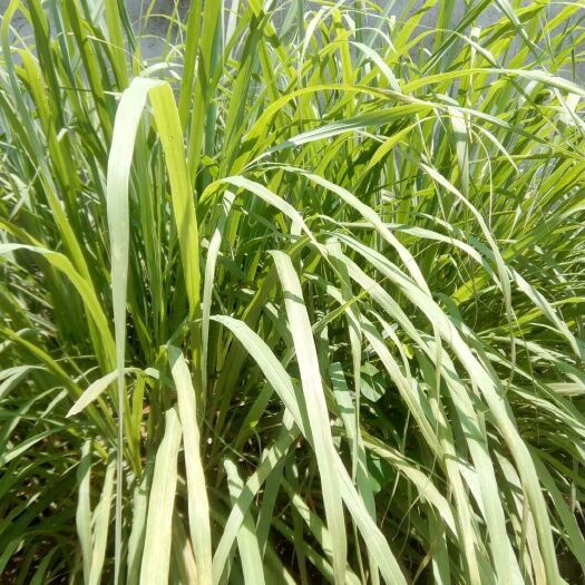 勐海县香茅草 