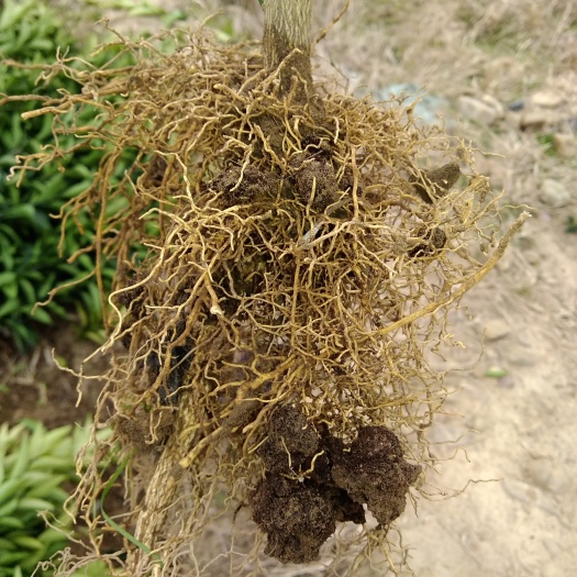 富川县卡拉卡拉红肉脐橙苗 卡拉脐橙苗
