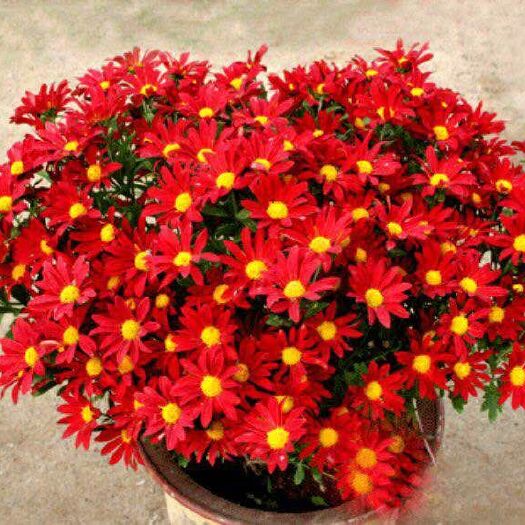 开封 菊花苗 国庆菊 大菊花 观赏菊 小菊花 开封名菊