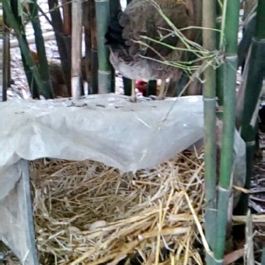 洪雅县土鸡蛋 散装 孵化