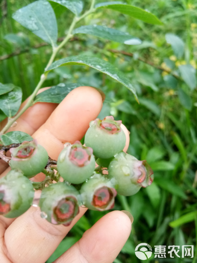 麻江蓝莓 冻果 8 - 10mm以上