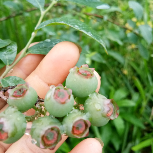 麻江蓝莓 冻果 8 - 10mm以上