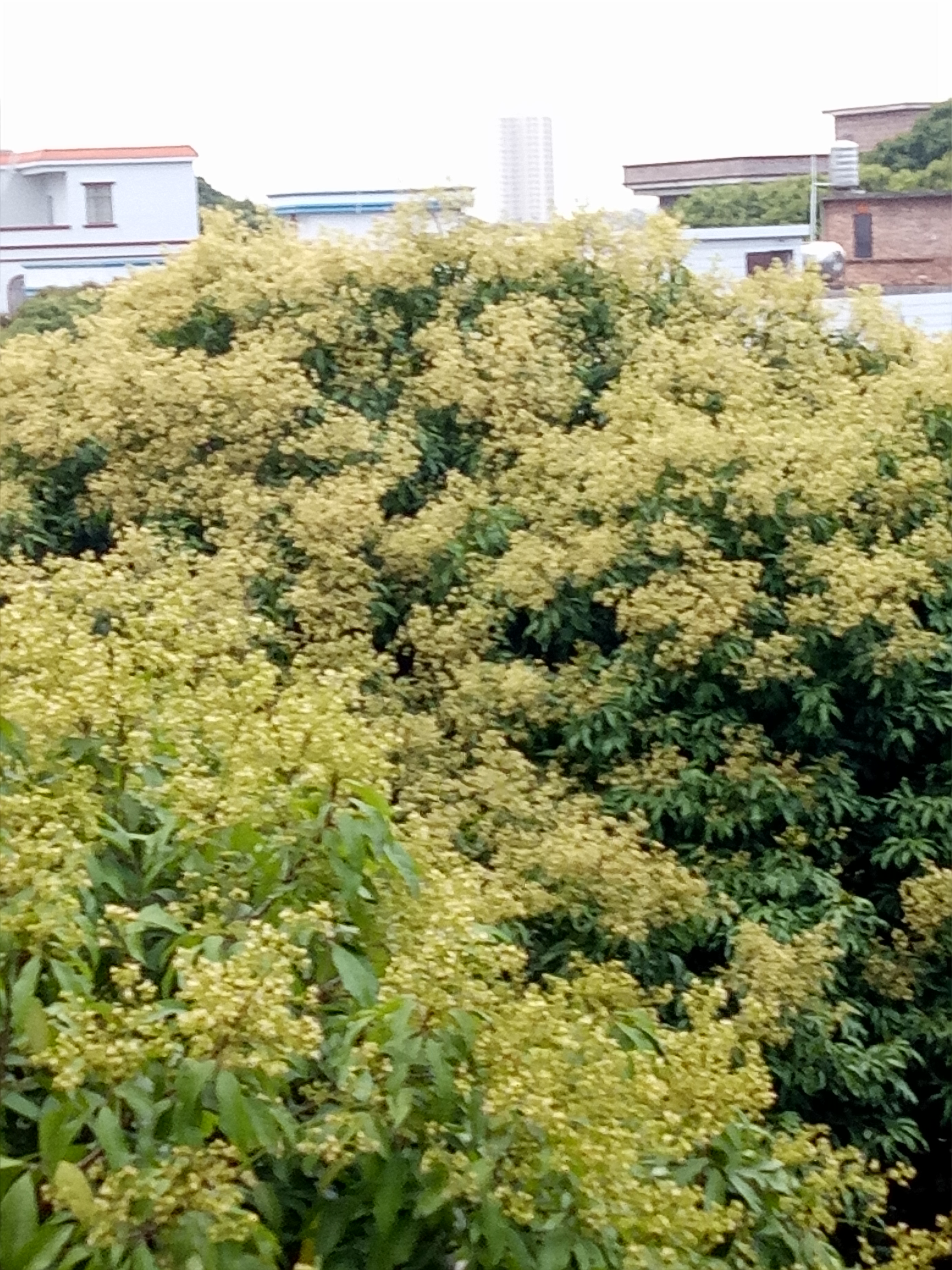 龙眼蜜 散装  2年以上 
