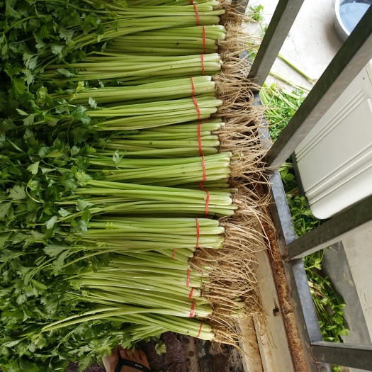 聊城山芹 55~60cm 大棚种植 0.2斤
