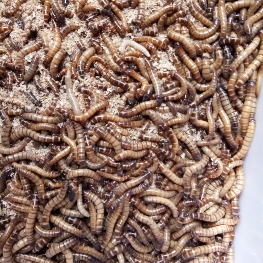 昆明黄粉虫 