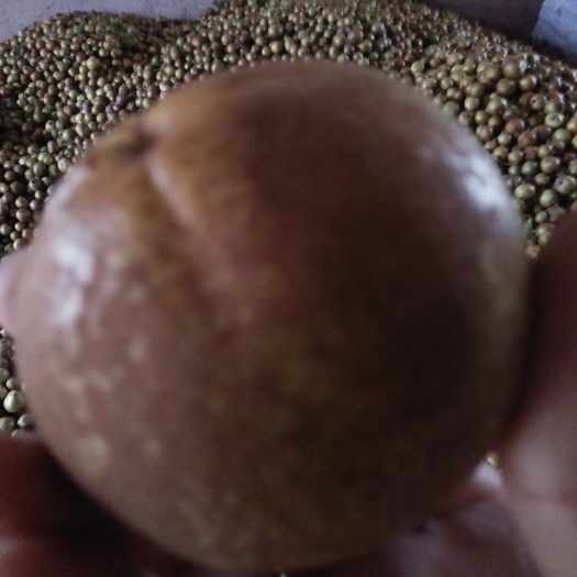 邵阳压榨山茶油  自产自销压榨油