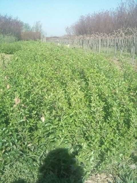 泰安大叶直立大叶扶芳藤 