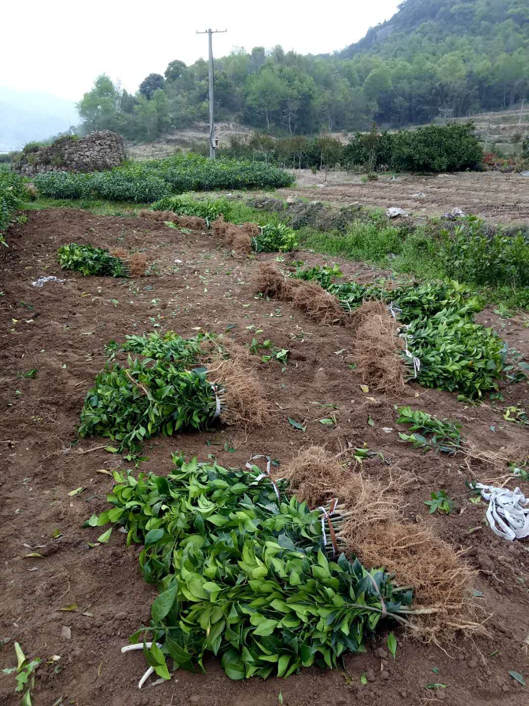 甘平柑橘苗 正宗甘平苗