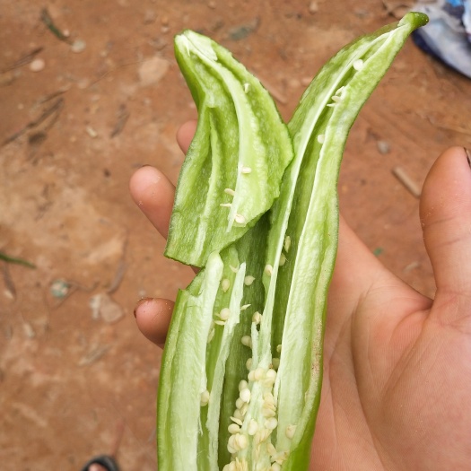 钦州尖椒 15~20cm 黄色 中辣 
