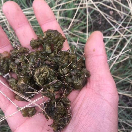 定西野生地皮菜 二级 