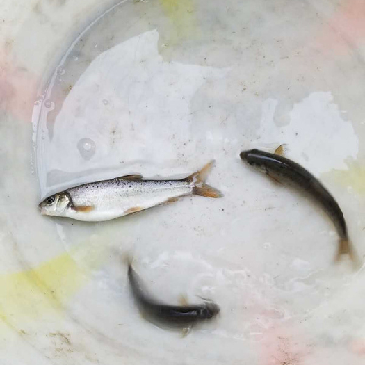 眉山雅鱼苗