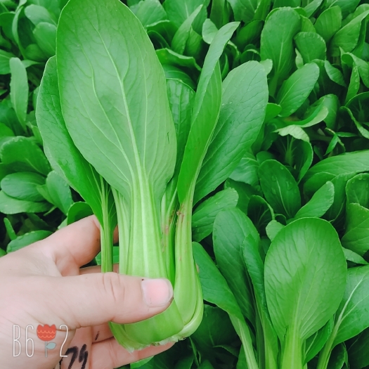 曹县上海青 10~15公分
