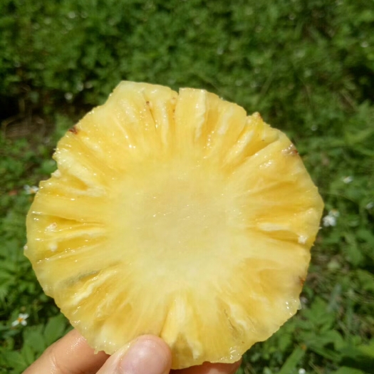 海口金钻十七号凤梨 1.5 - 2斤 