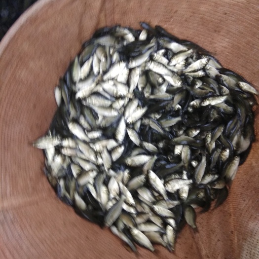 剑阁县 中科三号鲫鱼苗