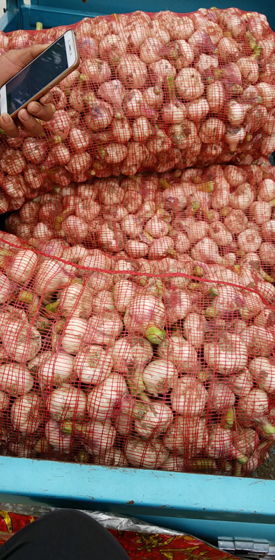 郯城县红皮蒜  鲜大蒜大量供应，货源充足，保质保量，物流全国