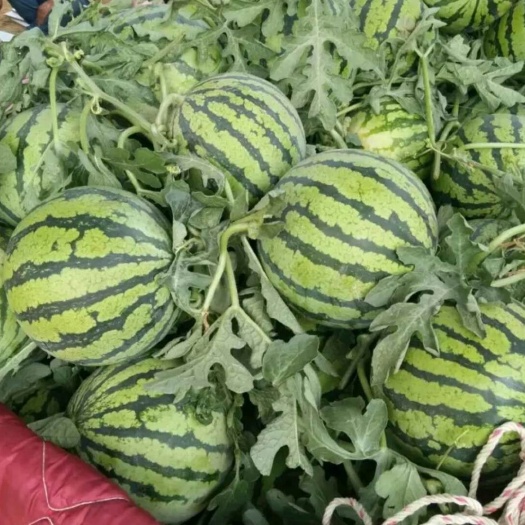 麒麟西瓜  8424美都西瓜大 量上市
