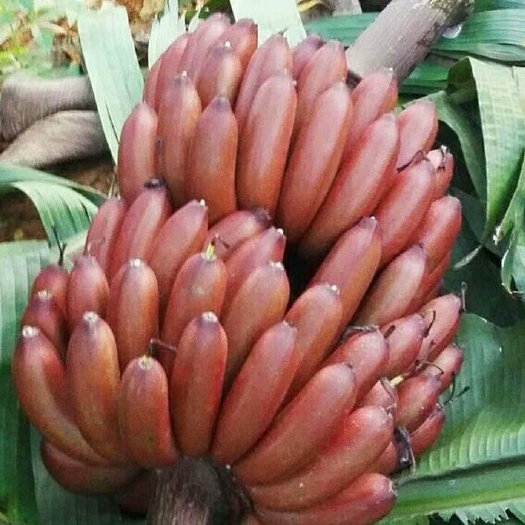 灵山县西贡蕉苗 