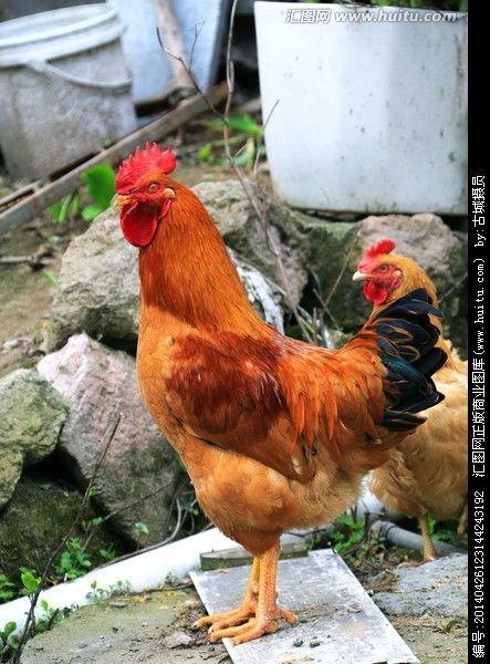 昆明供应云贵川K9肉鸡公苗1日龄出壳苗已做马力克疫苗免费技术指导