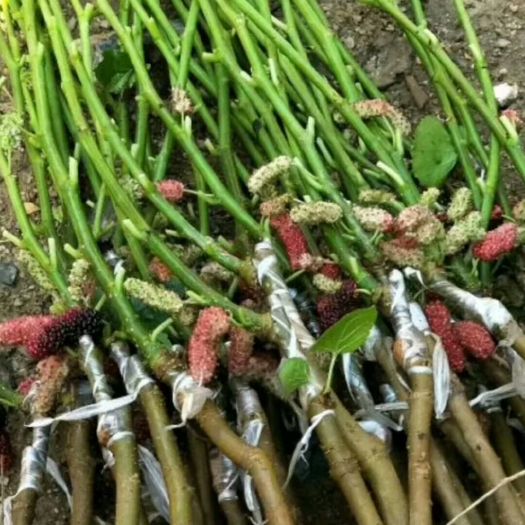 灵山县长果桑苗