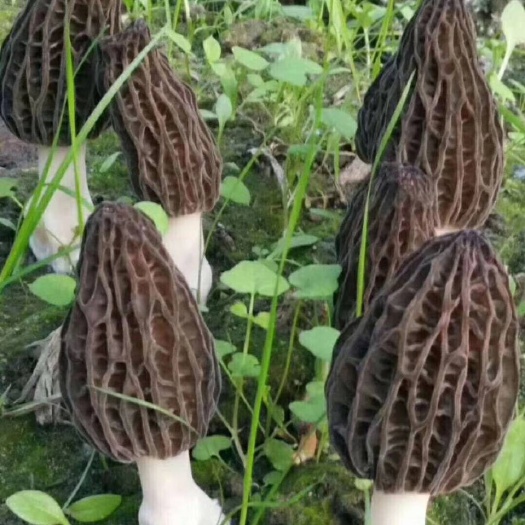 盐亭县羊肚菌菌种 