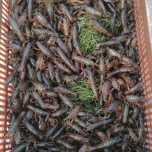 武汉小龙虾苗 